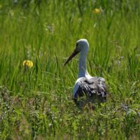 Weissstorch