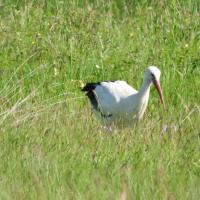 Weissstorch