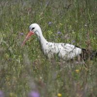 Weissstorch