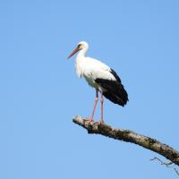 Weissstorch