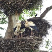 Weissstorch