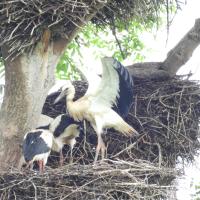 Weissstorch