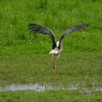 Weissstorch