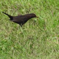 Amsel