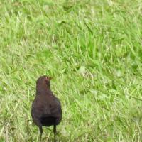 Amsel