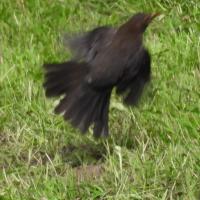 Amsel