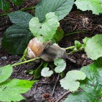 Weinbergschnecke