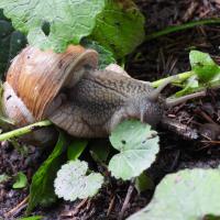 Weinbergschnecke