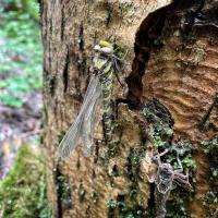 Gestreifte Quelljungfer