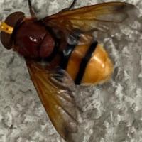 Hornissenschwebfliege, Volucella zonaria