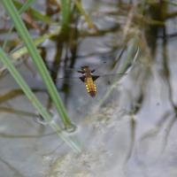 Plattbauchlibelle weiblich