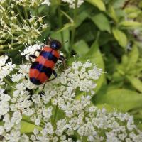 Gemeiner Bienenkäfer