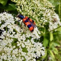 Gemeiner Bienenkäfer