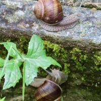 Weinbergschnecke