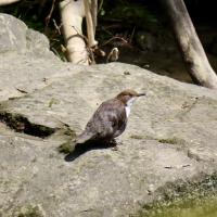 Wasseramsel