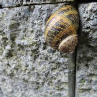 Gefleckte Weinbergschnecke