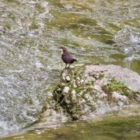 Wasseramsel